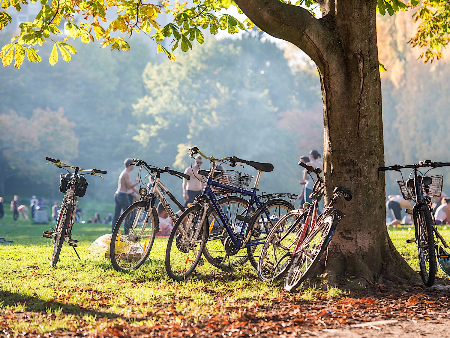 Fahrräder lehnen an Bäumen im Seepark