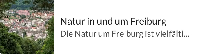 Panoramablick auf Freiburg, aufgenommen von einem Hügel zwischen den Bäumen.